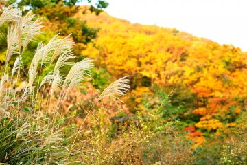 <p>Silver grass fluttering in the wind with golden leaves shining from the late afternoon sun in the background</p>