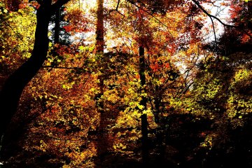 <p>When the sun shines, these leaves light up and start shining in unison</p>