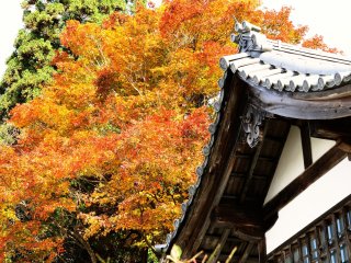 Màu sắc của những chiếc lá mùa thu của Sanzen-in chủ yếu là đỏ son