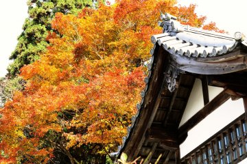 <p>The color of the autumn leaves of Sanzen-in is mostly vermilion</p>