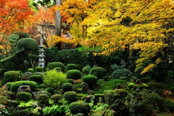 <p>Shuheki-en Garden: yellow and green contrast brilliantly</p>