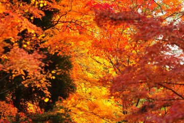 <p>Fiery red autumn foliage in front of Eikando Preschool inside the temple grounds</p>
