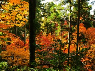 阿弥陀堂前の石段から見下ろす　真っすぐに伸びた杉木立の間からも紅葉が燃え広がるようだ
