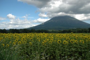 <p>Sunflowers watching Mount Yotei</p>