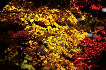 <p>These brilliant yellow and red leaves made me speechless!</p>