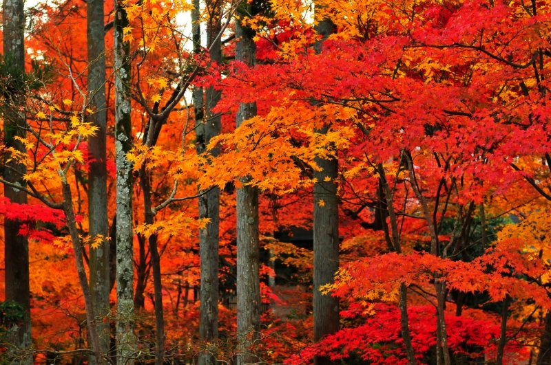<p>Vermilion maple leaves adorning bare cedar trees. These maple leaves look like red clouds floating in the sky</p>