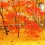Autumn Foliage of Eikando, Kyoto: 3