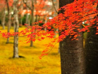 많은 관광객들이 단풍 나들이로 가을에 많이 찾는 곳이기도 하다.