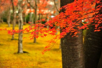 <p>많은 관광객들이 단풍 나들이로 가을에 많이 찾는 곳이기도 하다.</p>