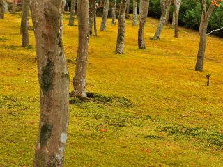 이 정원은 일본에서 최고로 많은 종류의 이끼(130종)가 있기로 유명하고, 단풍 나무도 200그루가 심어져 있다.