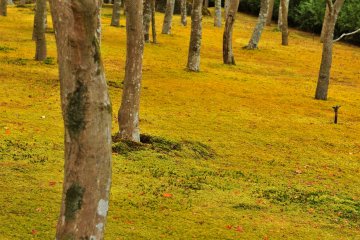<p>이 정원은 일본에서 최고로 많은 종류의 이끼(130종)가 있기로 유명하고, 단풍 나무도 200그루가 심어져 있다.</p>