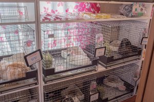 There is a wide range of breeds of bunnies available. Each rabbit is named. You can select your favorite to play with for an additional fee.