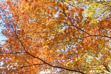 <p>More shades of autumn.</p>