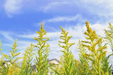 <p>Field mustards reaching high up to the sky in front of Shougenji Temple, which is located in an idyllic residential area of Fukui</p>