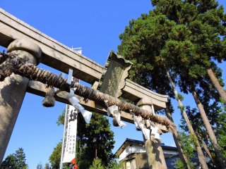 Looking up at the torii gate of Maki Shrine and tall pine trees standing beside it