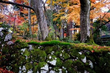 <p>Moss, stones and fallen maple leaves</p>