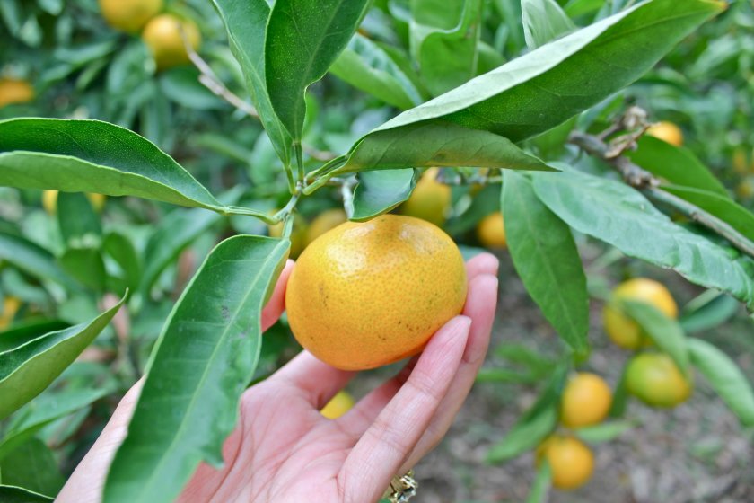 ส้มมิกัน หรือส้มญี่ปุ่น ผลไม้ยอดนิยมในญี่ปุ่น เก็บและกินได้ไม่อั้นที่สวนซึตกุอิฮะมะตั้งอยู่ในเมืองโยะโกะสุกะ