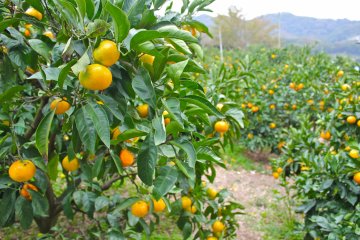 <p>The fragrant smell of citrus fills the autumn air of Miura Peninsula!</p>