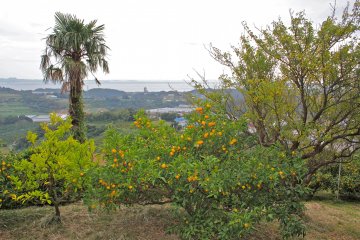 <p>This photo does not do it justice, but the ocean view backdrop against the mikan orchard and vegetable farms is just stunning!</p>