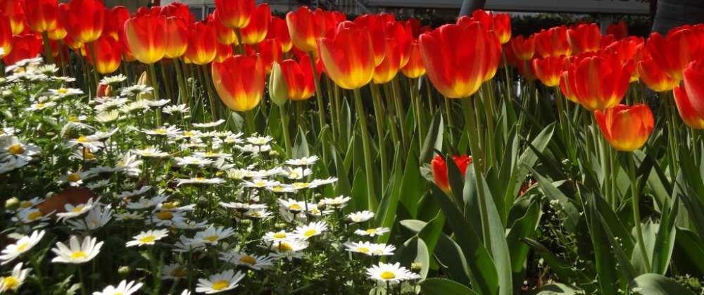 Hoa Tulip tại quận Naka !