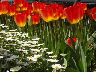 Hoa Tulip tại quận Naka !