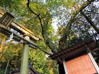 Looking up at the torii gate and the tall tree that towers over it