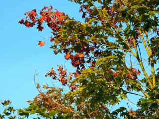 Leaves changing into autumn colors