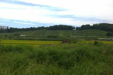 <p>Some vineyards in Ohasama</p>