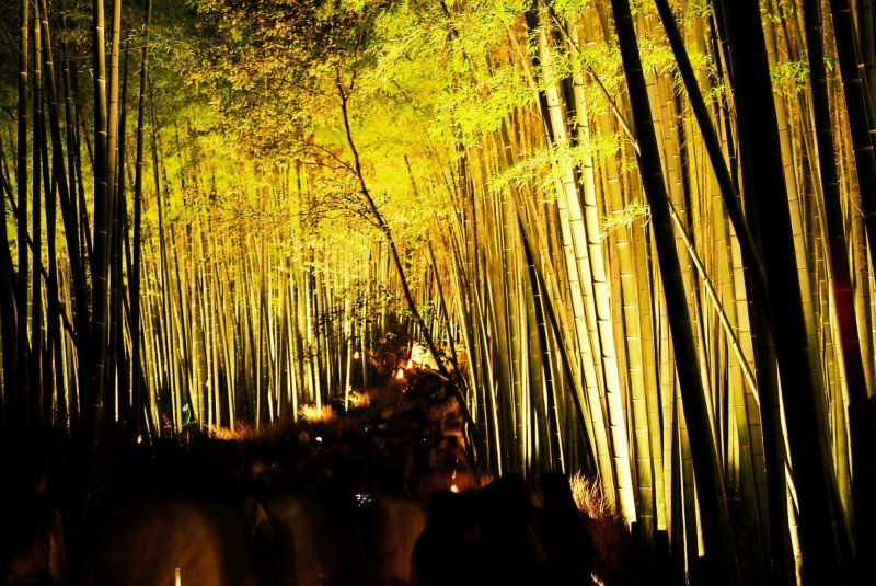 <p>I&#39;d never seen so many people flocked together on the pathway through the bamboo grove of Sagano at night</p>