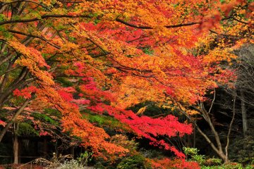 <p>Enjoy the beautiful autumn foliage surrounding Hase Pond</p>