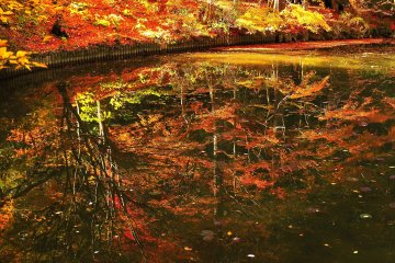 <p>Reflections on the water; the colored leaves hanging over the water look like ripe fruits</p>