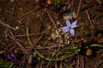 A lone star flower on a bed of earth, leaves, and twigs