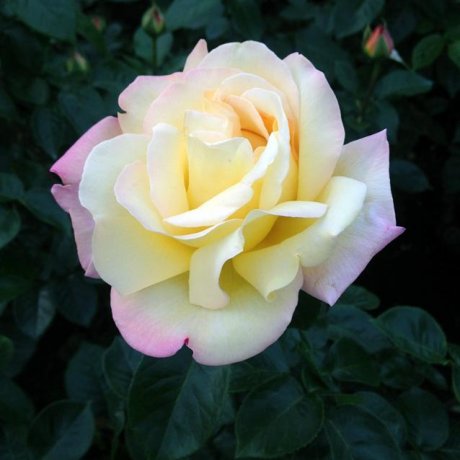 Rose Season at Jindai Garden 