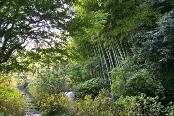<p>Surrounded by lush greenery at&nbsp;Meigetsu-in in the month of October</p>