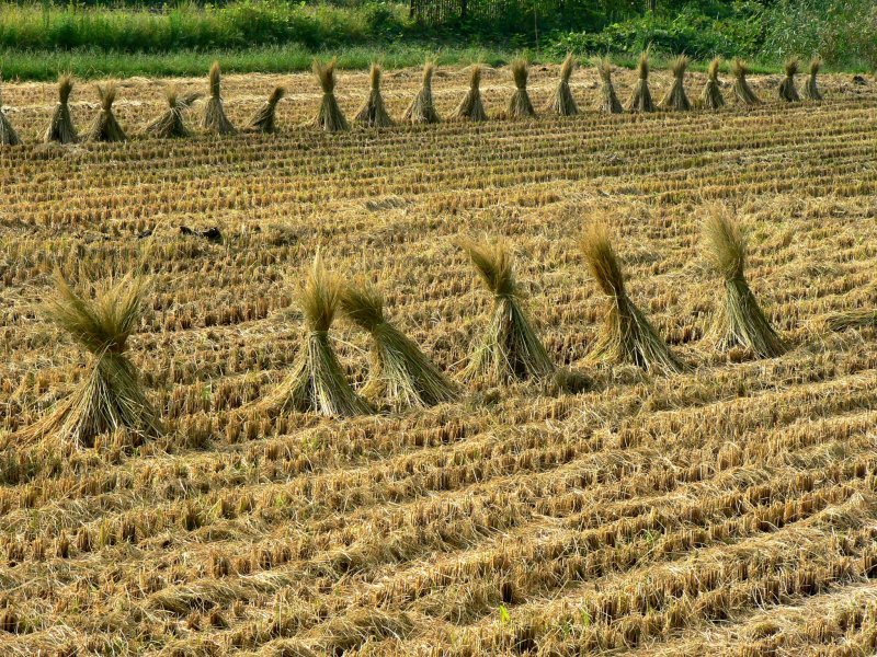 <p>Bundles of rice straw in a harvested field</p>