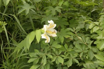 <p>A &quot;yamayuri&quot; mountain lily, they grow wild in the mountains around the hotel.</p>