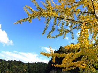 Желтая листва гинкго на фоне гор