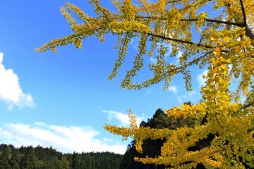 <p>Желтая листва гинкго на фоне гор</p>