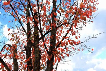 <p>Red leaves hanging on the trees under the blue autumn sky</p>