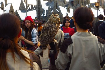 <p>Another special feature at the Osaka Universal Studios is the real owls&nbsp;</p>