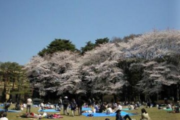 Sakura viewings during hanami