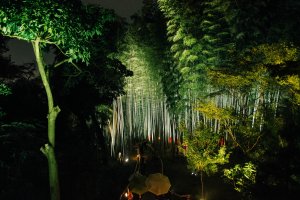 Вид на светящийся бамбуковый лес издалека