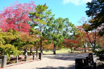 Nara Park in Autumn