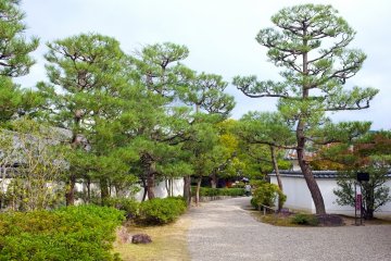 <p>Trees at the entrance</p>