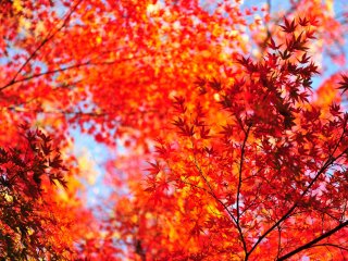 Удивительное сочетание голубого неба и градации красных кленовых листьев!