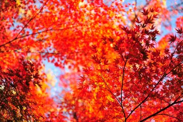 <p>Удивительное сочетание голубого неба и градации красных кленовых листьев!</p>