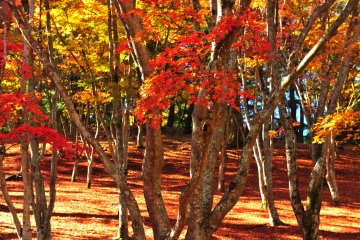 <p>Brilliant maple leaves in the forest under the morning sunshine</p>