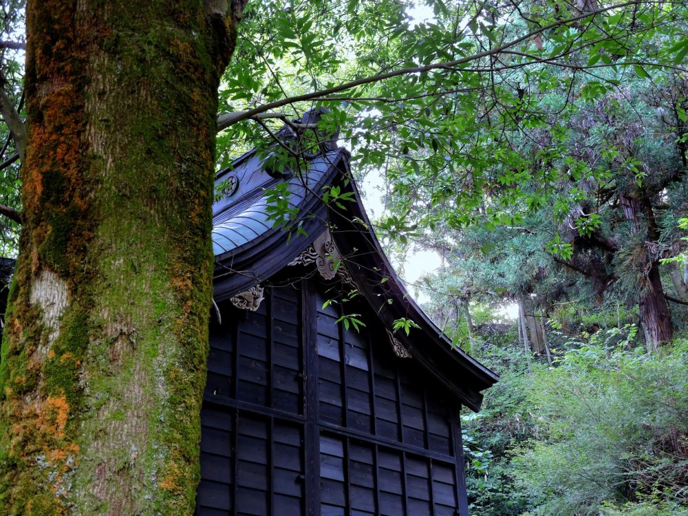 Graceful beauty of the main prayer hall of Yanagino Yashiro Shrine deep in the woods