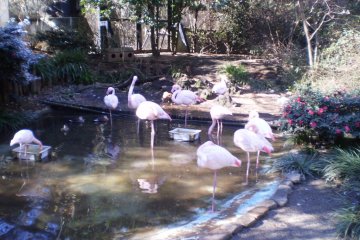 Omiya Park Zoo.
