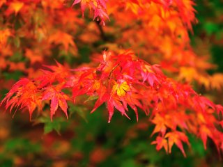 渓谷の色が秋色に変わる